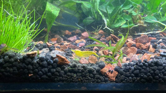 Yellow fire shrimp (Neocaridina davidi )