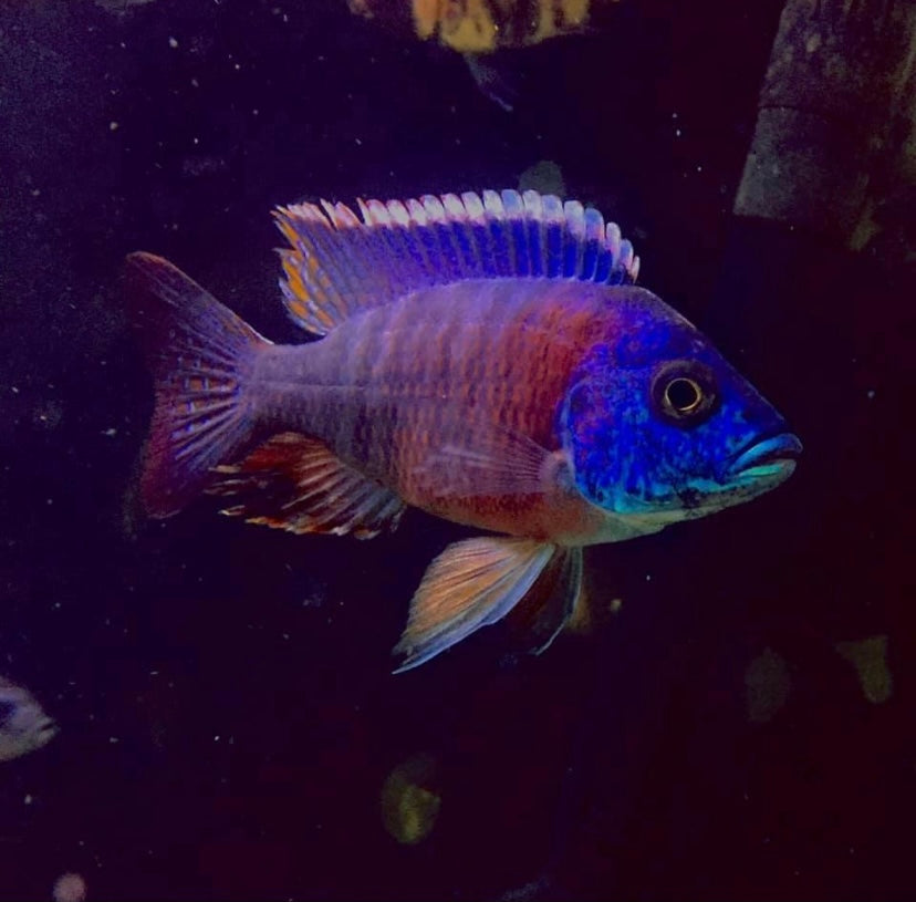 Red shoulder peacock cichlid (Aulonocara hansbaenschi)