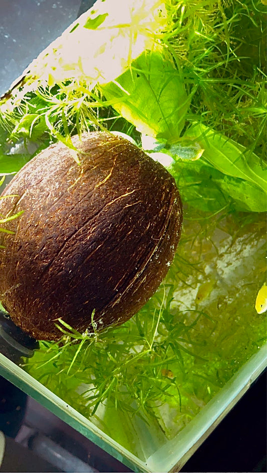 Coconut hide